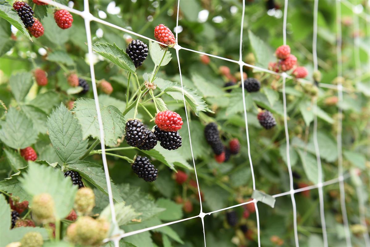 Local Berries