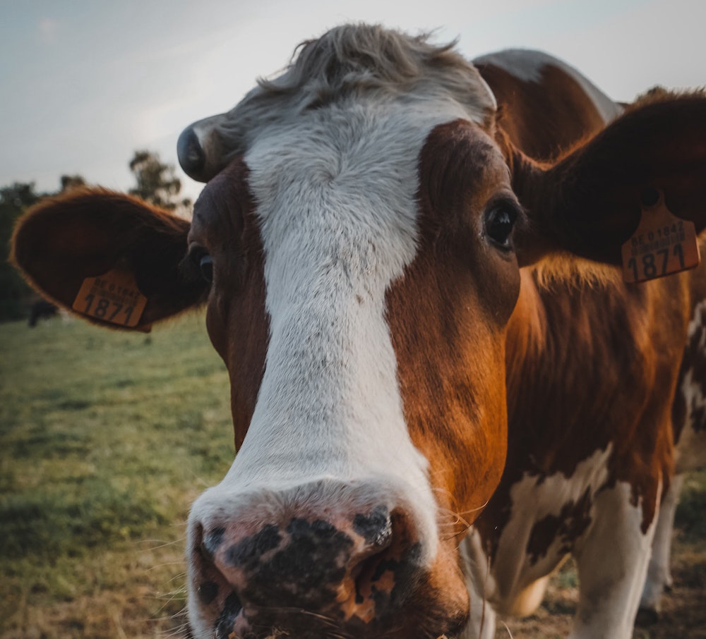 Local Cow Milk