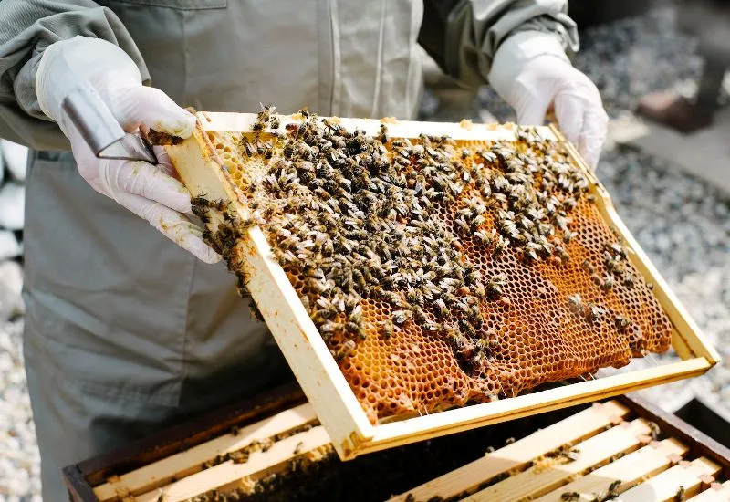 Local Honey
